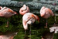 Flamingos standing in a pool in the Zoo Royalty Free Stock Photo