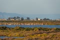 Flamingos at sunset, Delta del Ebro, Spain