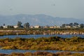 Flamingos at sunset, Delta del Ebro, Spain