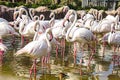 Flamingos Royalty Free Stock Photo