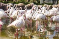 Flamingos