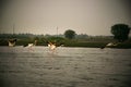 Flamingos taking off from Bhima river in Maharashtra state of India