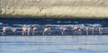 Flamingos in the tidal line, Peninsula Valdes,