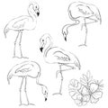 Flamingos, tropical flowers and leaves. Set of vector line art elements