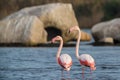 Flamingos Royalty Free Stock Photo