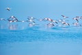 Flock of flamingos flight above in the water. Blur effect. Kurgalzhinsky reserve. Kazakhstan. Royalty Free Stock Photo