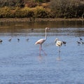 Flamingos wading in the Odiel Marshes