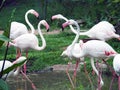 Flamingos walking outdoor in the zoo.