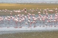 Flamingos at Walvisbay looking for food Royalty Free Stock Photo