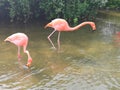 Flamingos in water