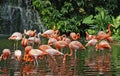 Flamingos & waterfall Royalty Free Stock Photo