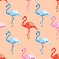 Flamingos bird vector seamless pattern. Royalty Free Stock Photo