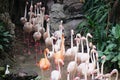 Flamingos working together in the park