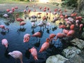 Flamingos in xcaret water park