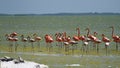 Flamingos in Yucatan Mexico Royalty Free Stock Photo