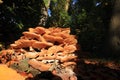 Flammula alnicola autumn mushroom growing on dead wood