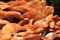 Flammula alnicola autumn mushroom growing on dead wood