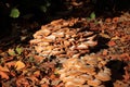 Flammula alnicola autumn mushroom growing on dead wood Royalty Free Stock Photo