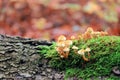 Flammulina velutipes autumn mushrooms growing on dead tree trunk