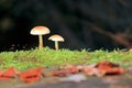 Flammulina velutipes autumn mushrooms growing on dead tree trunk