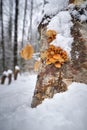 Flammulina velutipes Royalty Free Stock Photo