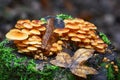 Flammulina velutipes