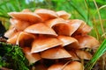 Flammulina velutipes mushroom Royalty Free Stock Photo