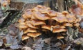 Flammulina velutipes mushrooms