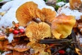 Flammulina velutipes mushrooms in snow