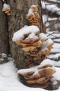 Flammulina velutipes mushrooms in winter Royalty Free Stock Photo