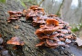 Flammulina velutipes winter mushrooms grow in nature