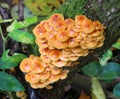 Flammulina velutipes winter mushrooms grow in nature