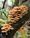 Flammulina velutipes winter mushrooms grow in nature