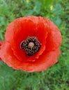 Flandern Poppy Corn Poppy Papaver Rhoeas Royalty Free Stock Photo