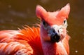 Flaningo fight. American flamingo, Phoenicopterus rubernice, pink big bird, dancing in water, animal in the nature habitat, Cuba,