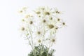 Flannel flower Actinotus helianthi isolated on white background