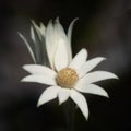 Flannel Flower Actinotus helianthi Royalty Free Stock Photo