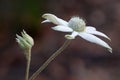 Flannel Flower