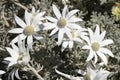 Flannel Flower