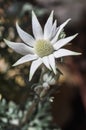 Flannel Flower 2