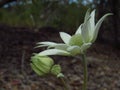 Flannel flower side on