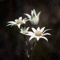 Flannel Flowers Actinotus helianthi native to NSW Royalty Free Stock Photo