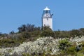 Flannel Flowers and Cape Bailey Lighthouse
