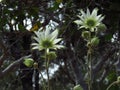 Flannel flowers face away