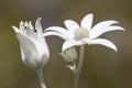 Flannel Flowers