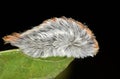 Flannel moth caterpillar on a black background. Royalty Free Stock Photo