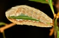 Flannel moth caterpillar engulfing a leaf at night. Royalty Free Stock Photo