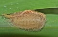 Flannel moth caterpillar on green grass.