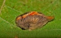 Flannel moth with orange stripe along its back. Royalty Free Stock Photo