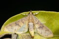 Flannel moth species, Satara, Maharashtra